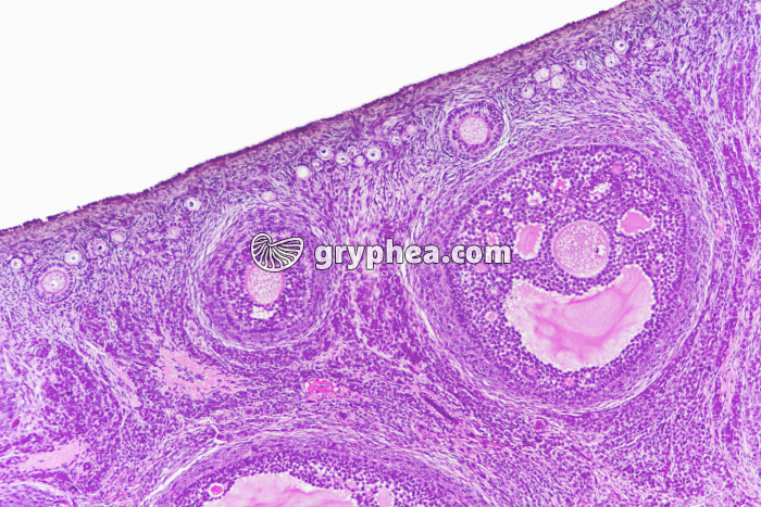 Ovaire de Lapine - follicules x25 - gryphea.com